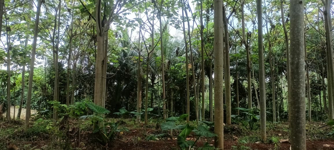 Perlindungan dari Kelembapan