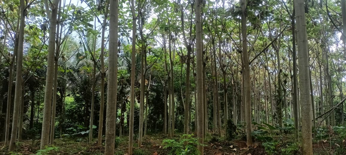 Perawatan Tambahan & Finishing